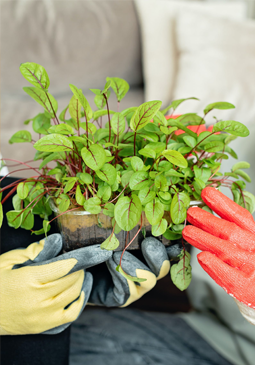 The Future of Farming